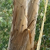 Plants: image 52 0f 70 thumb